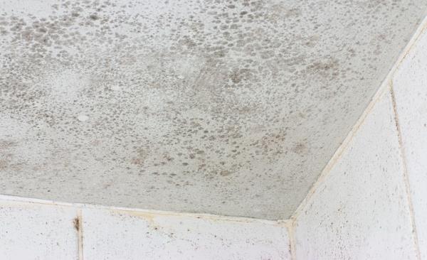 Mold Remediation by A.S.A.P Restoration & Remodeling